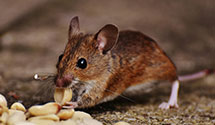 24 Hour & Emergency Exterminators in Everhartville, PA